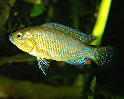 PSEUDOCRENILABRUS MULTICOLOR
